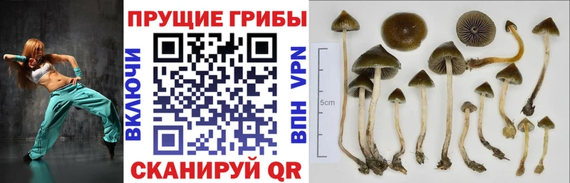 Галлюциногенные грибы Cubensis даркнет официальный сайт Хотьково